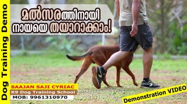 Dog Training Demo: Stand, Sit and Down Under March / Saajan Saji Cyriac K9 Dog Training School