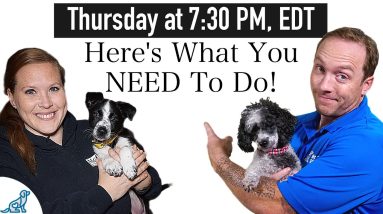 Are You Starting To See Some Puppy “Teenage Behavior”?
