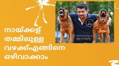 നായ്ക്കള്‍ തമ്മിലുള്ള വഴക്ക്എങ്ങിനെ ഒഴിവാക്കാം.Saajan Saji Cyriac.9961310970