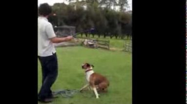 Boxer Dog Training Tips: Stop boxer from jumping (Case Study!)