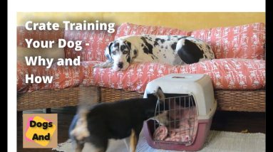 Crate Training Your Dog - Why It's Useful and How To Do It