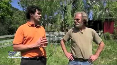 Creative Dog Training Tips: the Five Golden Rules of Dog Training