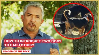 How To Introduce Two Dogs To Each Other! (Aggressive Dog!)