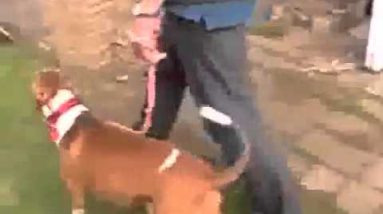 How to Leash Train a Dog: Does Your Dog ***ALWAYS*** Pull On the Leash???