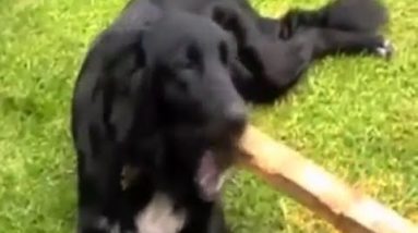 How To Stop A Dog From Chewing - Here's the Right Strategy... (Fast!!!)