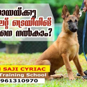 Toilet Training: How to Train Your Dog, Puppy for It? Saajan K9 Dog Training School