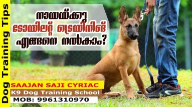 Toilet Training: How to Train Your Dog, Puppy for It? Saajan K9 Dog Training School