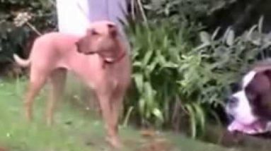 Insightful Dog Training Video: Dog Calming Signals ******* Actionable:))))))