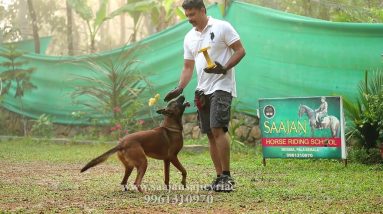 Send around a cone, positions, retrieving and jumping a hurdle.Saajan training school.9961310970