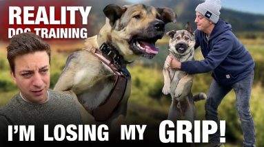 Can we come back from this? He won’t stay, he can’t settle… and I’m supposed to be a dog trainer.