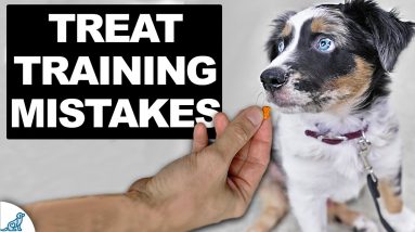 Most Puppy Owners Make THE SAME Training Mistakes!