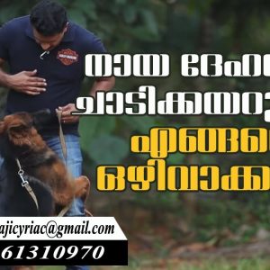 How to Train Dogs not to Jump on You & Other People? Saajan K9 Training School