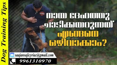 How to Train Dogs not to Jump on You & Other People? Saajan K9 Training School