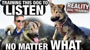 What Dog Trainers Don’t Show You: How to Get Your Dog to Listen NO MATTER WHAT.