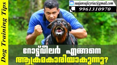 How Rottweiler Dog Turns Dangerous? Reasons You Must Know / Saajan K9 Dog Training School