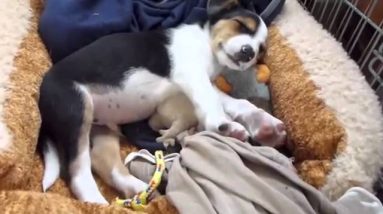 Puppy Obedience Training Video - Excellent training and... Fast!!!!!