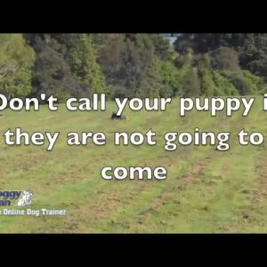 Puppy Training : Training a puppy to come at the park (Actionable)!