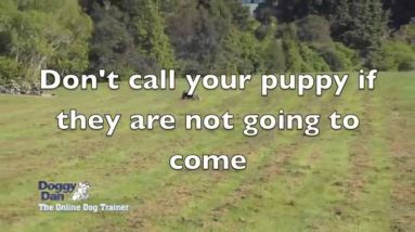 Puppy Training : Training a puppy to come at the park (Actionable)!