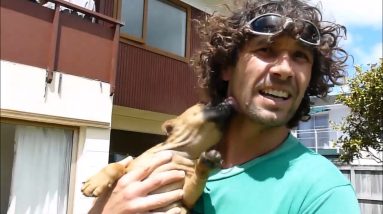Dog Training Tips & Tricks - A Complete Dog Obedience Training Course in 5 Part!!