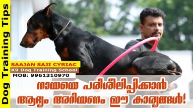 Best and Most Useful Tips for Dog Trainers; Basic & Must-Know Facts! Saajan K9 Dog Training School