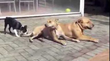 Stop Dog Barking Video: Learn How To Train a Dog Not to Bark!!! [Easy...]