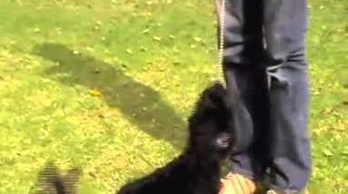 Stop Dog Chewing the Leash! **** Fast! ****