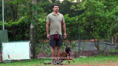 Recall with stand and down.Saajan Saji Cyriac K9 dog training school.9961310970