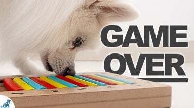 The Unpopular Truth About Puppy Enrichment Games