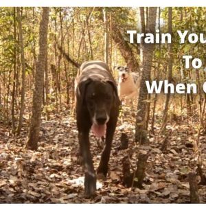 Train Your Dog To Come When Called