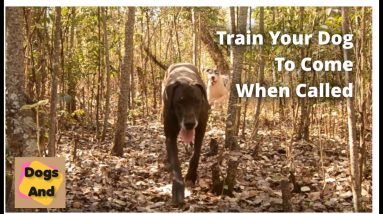 Train Your Dog To Come When Called