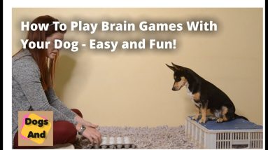 What Are Brain Games For Dogs and How Do They Work?