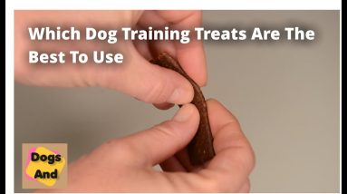 Which Dog Training Treat Is Best?