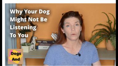 Why Your Dog Might Not Be Listening To You