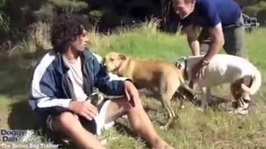 Puppy Dog Training video: Introducing a Puppy to a Bigger Dog (Easy Training!)