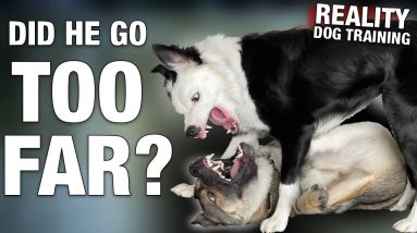 He SNAPPED at my dog. What I'm doing about his RESOURCE GUARDING. Reality Dog Training