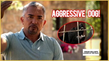 Can I Help This AGGRESSIVE Dog? (Cesar Millan's Leader of the Pack)