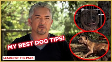 Learn the Basics of Dog Training (Staffordshire Bull Terrier) | Cesar Millan's Leader of the Pack