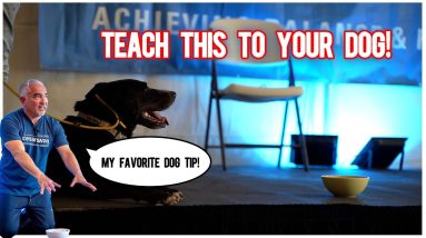 How To Teach Your Dog to Ignore Food! (With Cesar Millan)