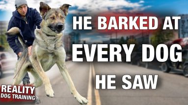 How to Train a GIANT REACTIVE DOG.  Reality Dog Training