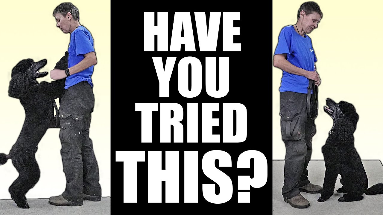 STOP Dog Jumping IMMEDIATELY With A DIFFERENT Approach! Best Dog