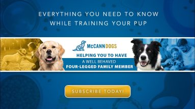 The Christmas Puppy Training Problem - And How To AVOID It!