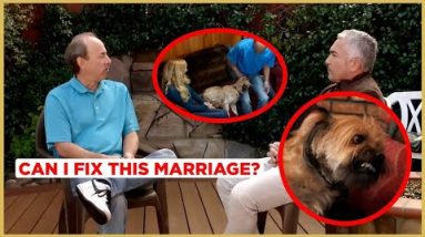 This Dog Is Ruining This Marriage! #Shorts