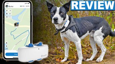 Tractive GPS Pet Collar - Professional Dog Trainer Review
