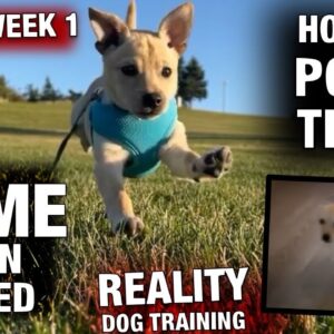 How to train COME when called to a PUPPY! But POTTY TRAINING is a disaster... Reality Dog Training