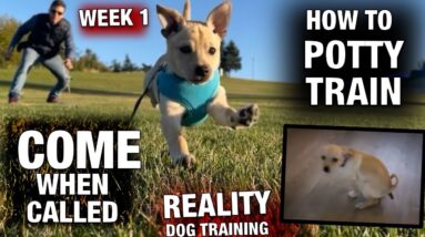 How to train COME when called to a PUPPY! But POTTY TRAINING is a disaster... Reality Dog Training