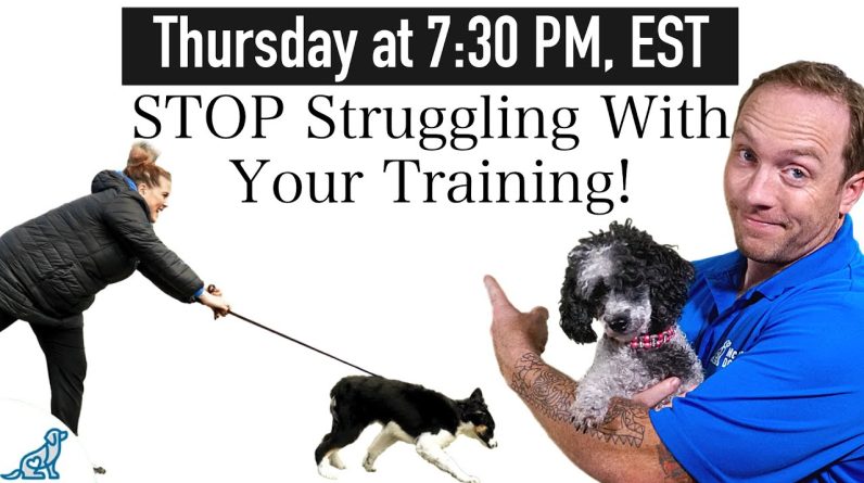 Dog Training Not Working? Try The S.M.A.R.T. Strategy!