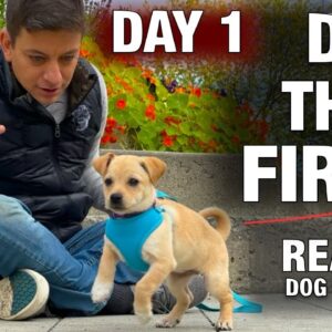 How to Train the FIRST 5 THINGS to ANY Puppy! Reality Dog Training