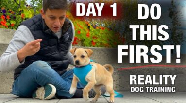 How to Train the FIRST 5 THINGS to ANY Puppy! Reality Dog Training