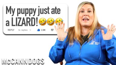 Professional Dog Trainer Answers Puppy Biting & Chewing Questions