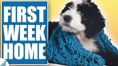 STOP Making THESE Mistakes In Your Puppy’s First Week Home!